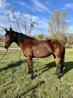 Vente de cheval : Furtiva